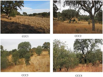 A new methodology to evaluate natural regeneration: A case study of Quercus ilex in the montado in Portugal